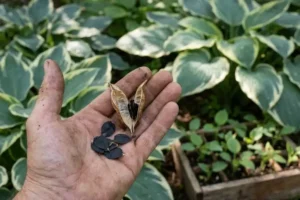 Gardener holding a dry hosta seed pod with black hosta seeds above young seedlings in a shaded garden bed